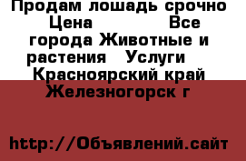 Продам лошадь срочно › Цена ­ 30 000 - Все города Животные и растения » Услуги   . Красноярский край,Железногорск г.